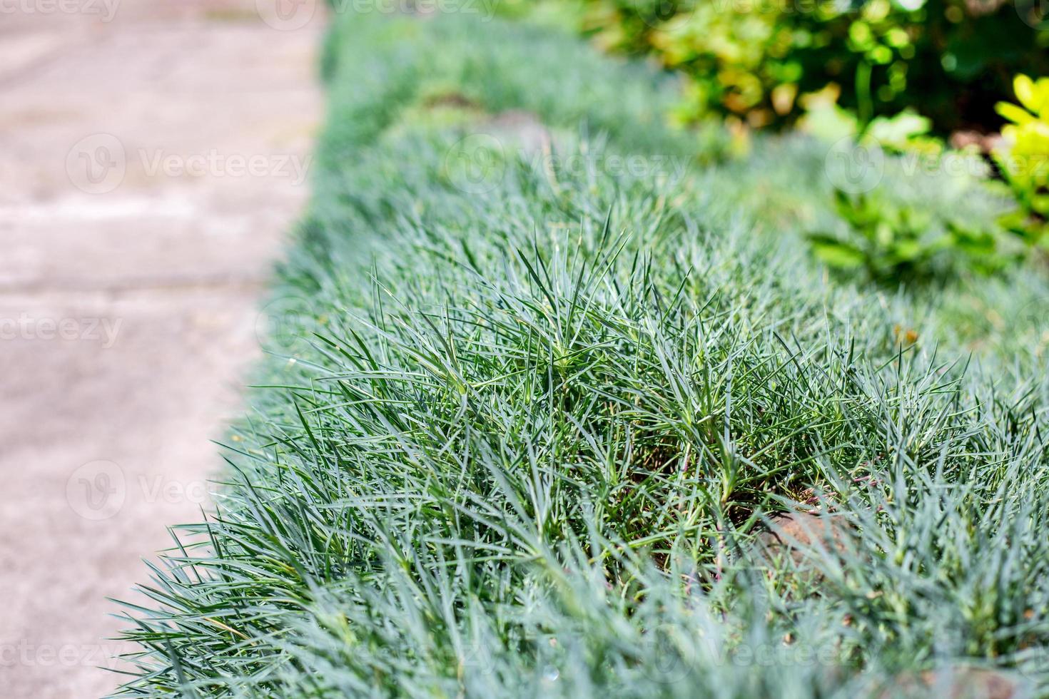 garden design outdoor photo