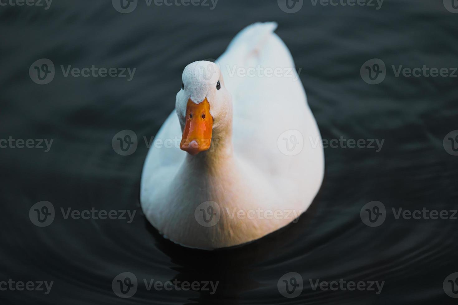 Little White Duck is swimming on the lake photo