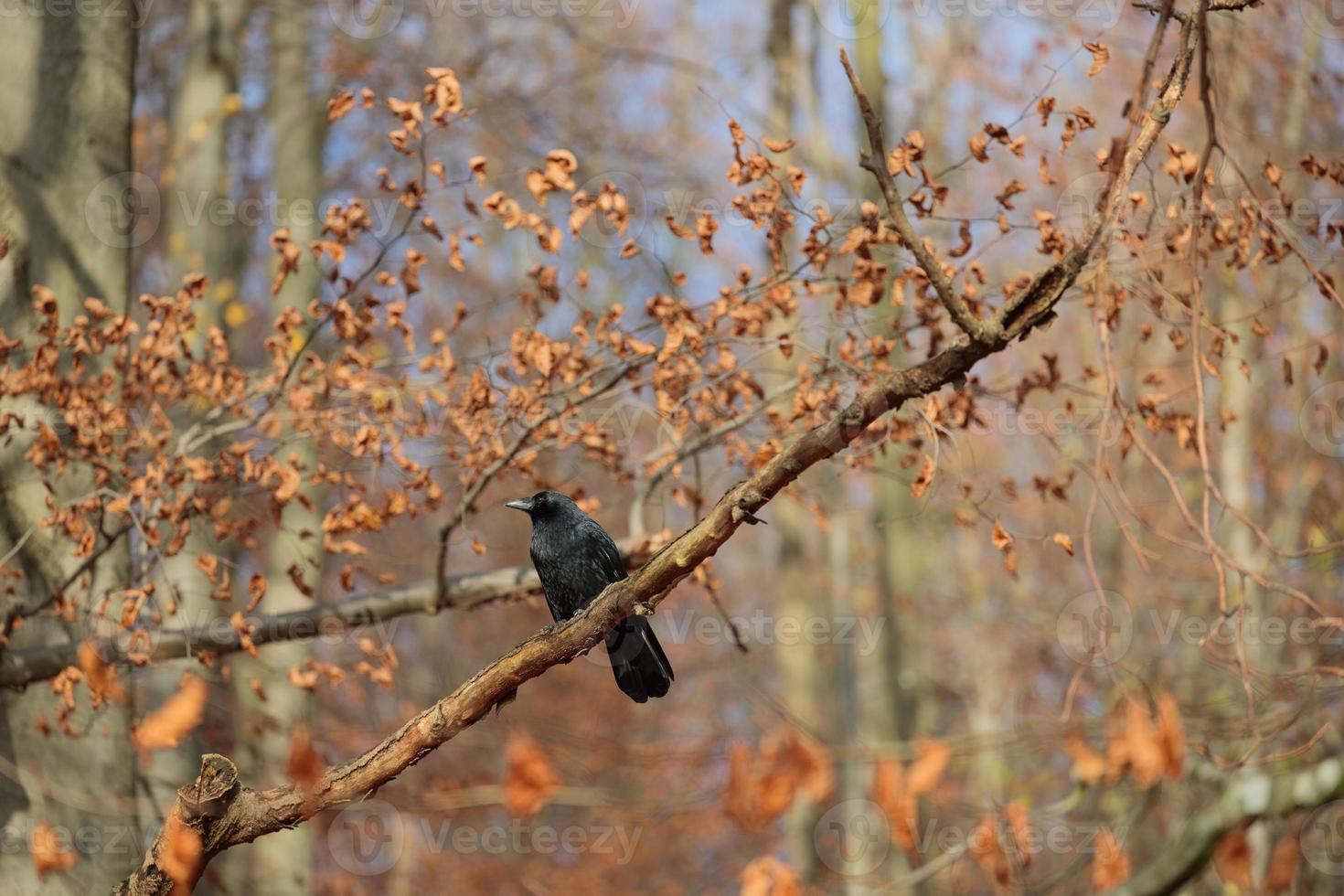 Black crow sitting in tree branch in forest photo
