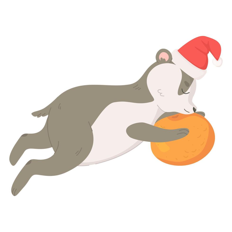 Cute badger with tangerine in christmas hat. vector