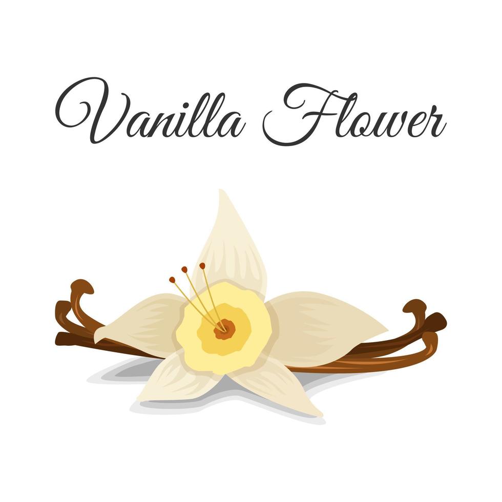vector de diseño de ilustración de flor de vainilla