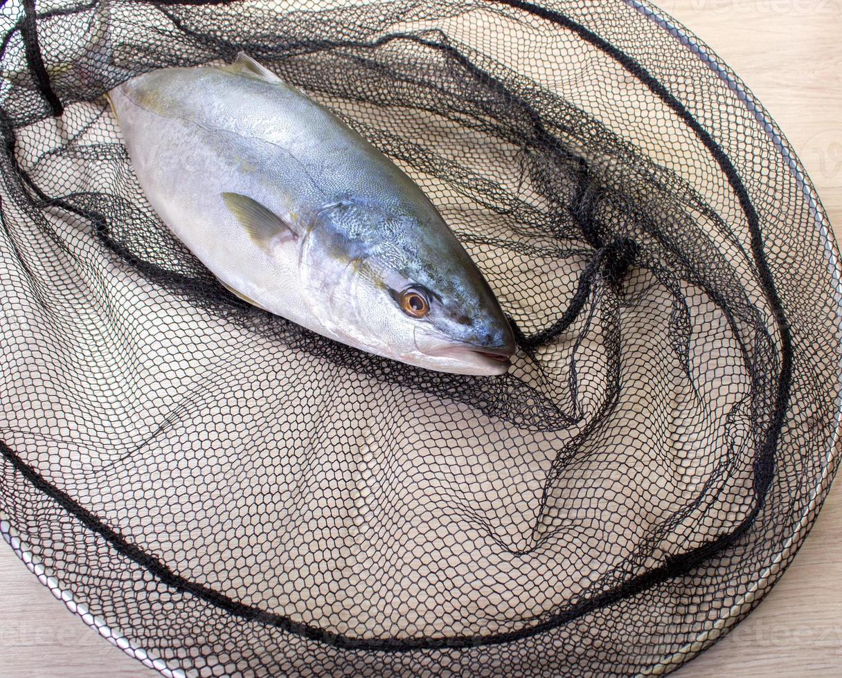 Fish caught in the net photo
