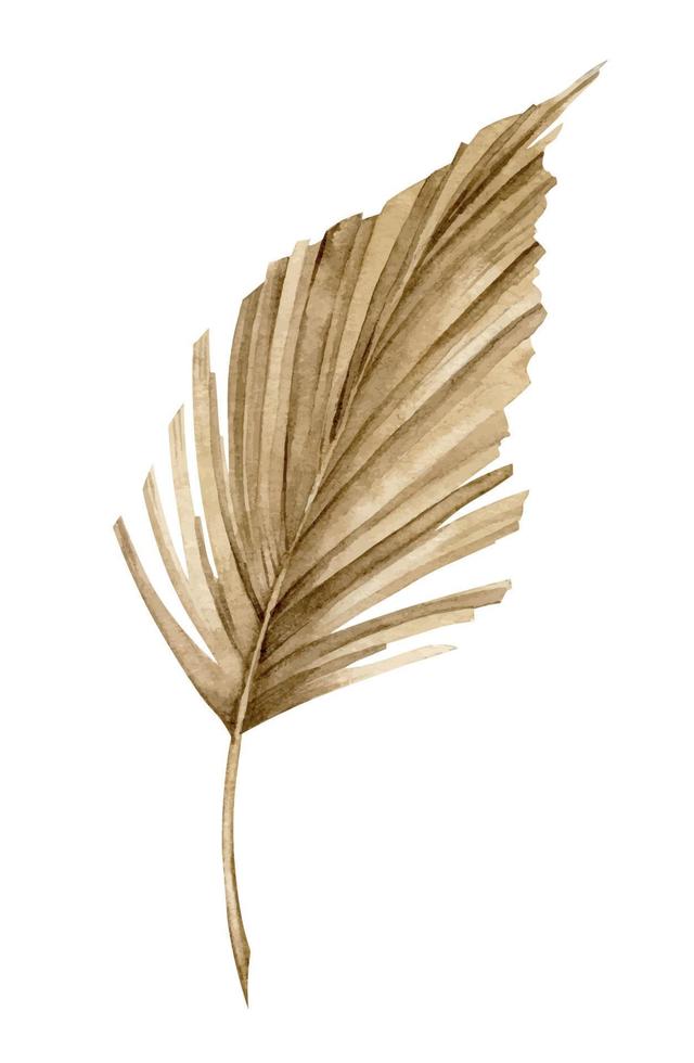 Dried Palm Leaf. Hand drawn watercolor illustration of exotic tropical branch of tree in boho style. Botanical drawing of plant on isolated background in beige colors. Jungle sketch for decoration vector