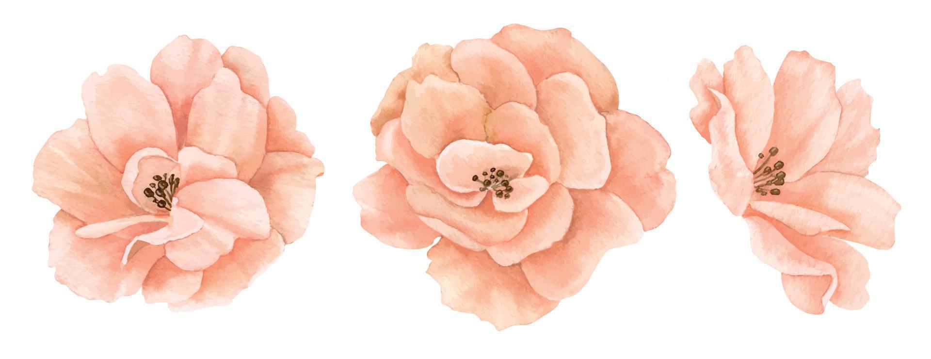 Watercolor hand drawn Roses in pastel pink-peach colors. Drawing of delicate Flowers on isolated background. Floral illustration for greeting cards or wedding invitations. Botanical sketch vector