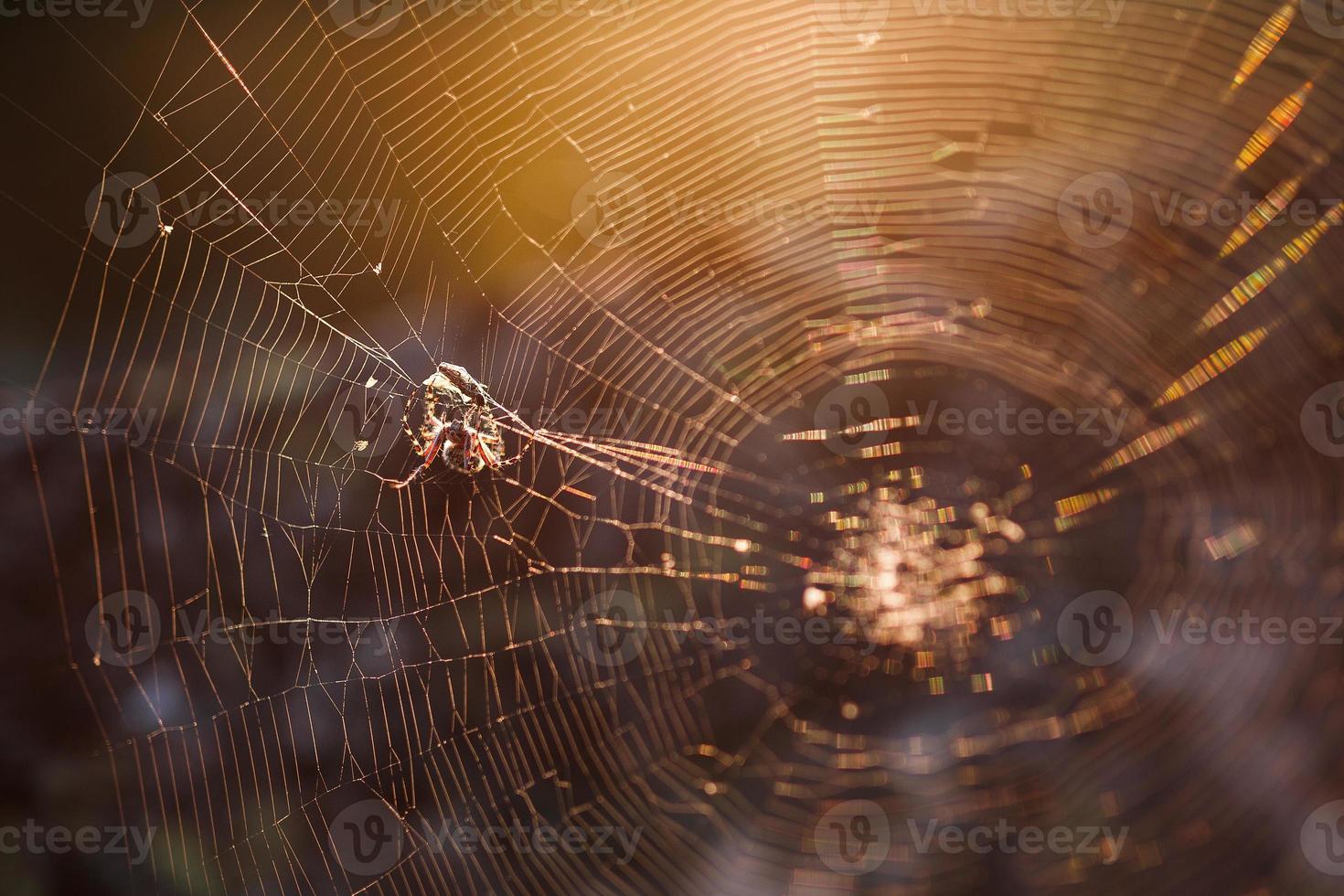 A large brown weaver spider in its web hunts its prey. photo