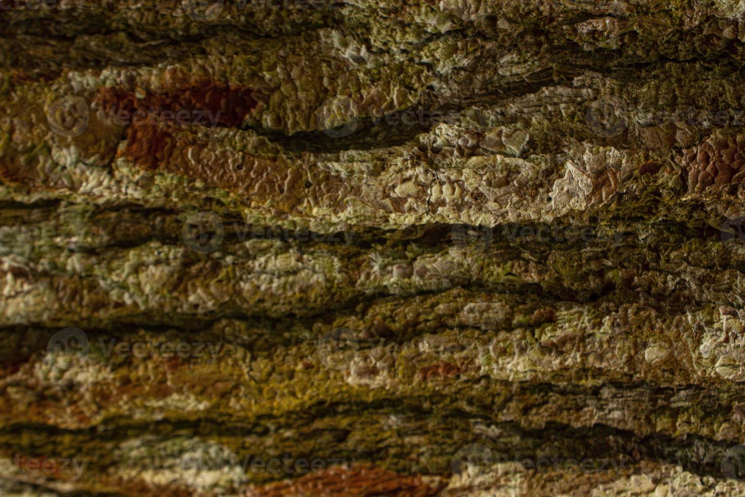 Pine tree bark texture close up. Background of plane tree bark, plane tree bark texture. pine forest photo