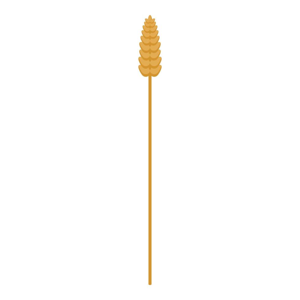 Wheat plant icon, isometric style vector