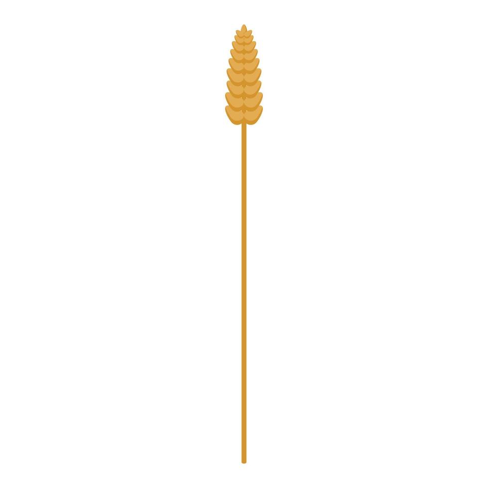 Wheat plant icon, isometric style vector