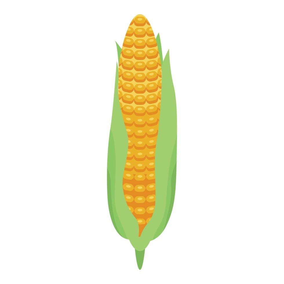 Fresh corn cob icon, isometric style vector