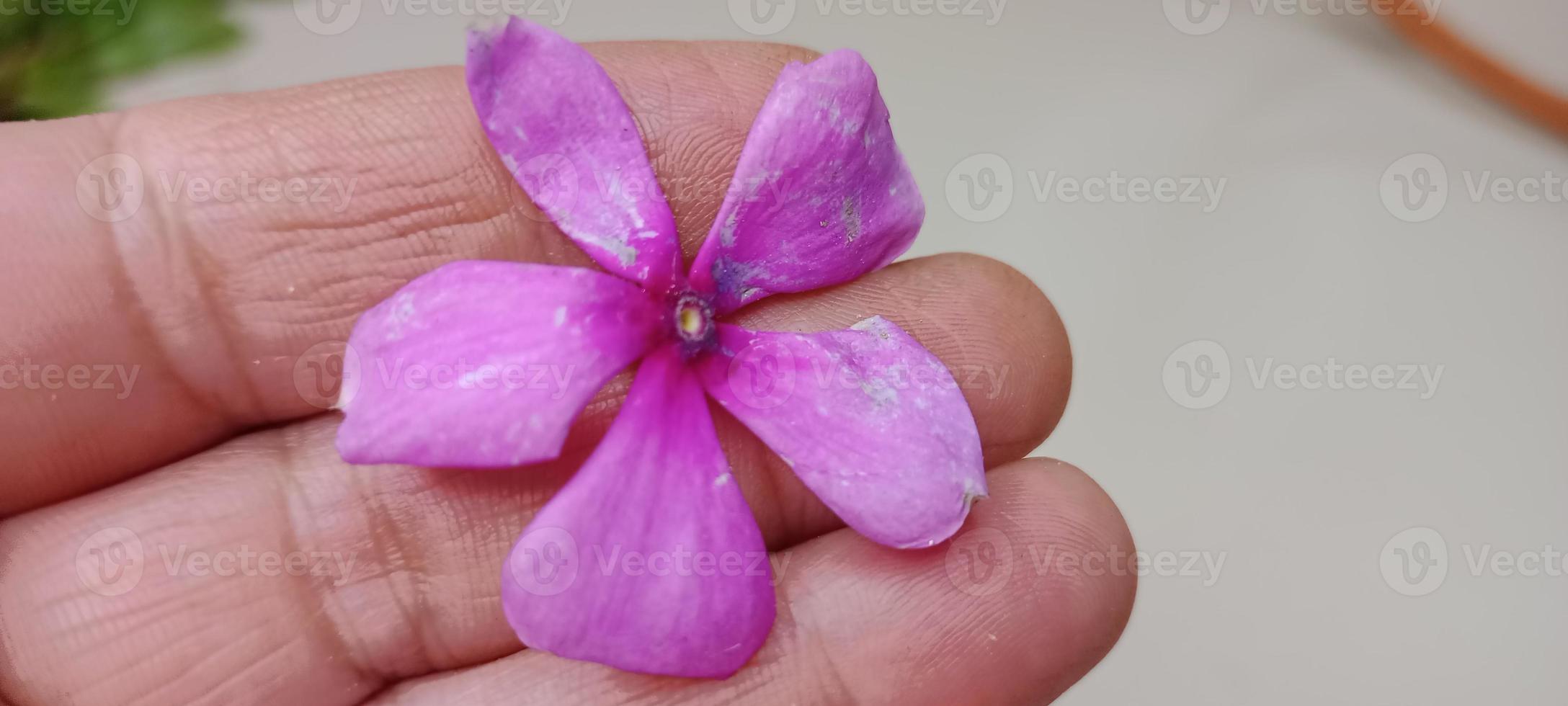 pink sadabahar flowers, Sadabahar leaf and flowers, Sadabahar leaves in hand, Pink Flowers in hand photo