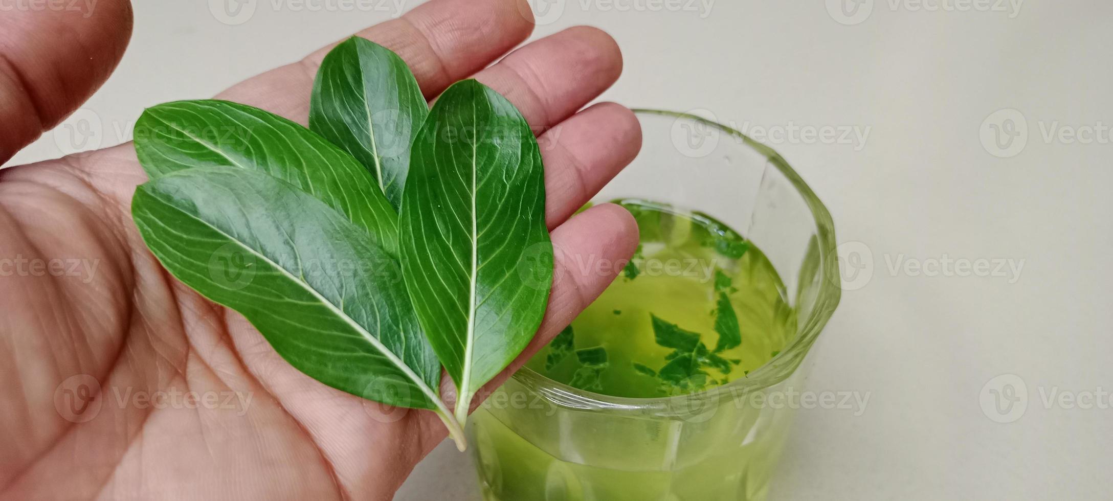 Sadabahar Leaves water in gilas, Catharanthus roseus, Cape periwinkle, Madagascar periwinkle, commonly known as Sadabahar flower in India. photo