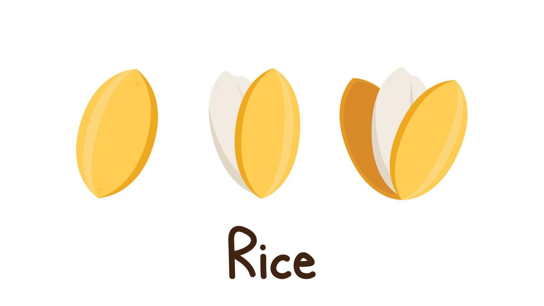 Rice seed vector. Rice seed on white background. paddy. vector