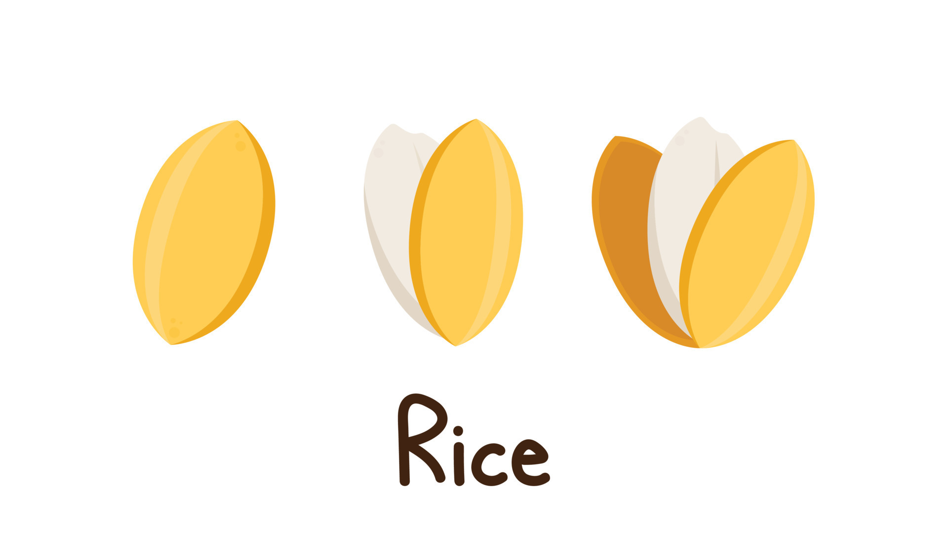 Rice seed vector. Rice seed on white background. paddy. 15846097 Vector