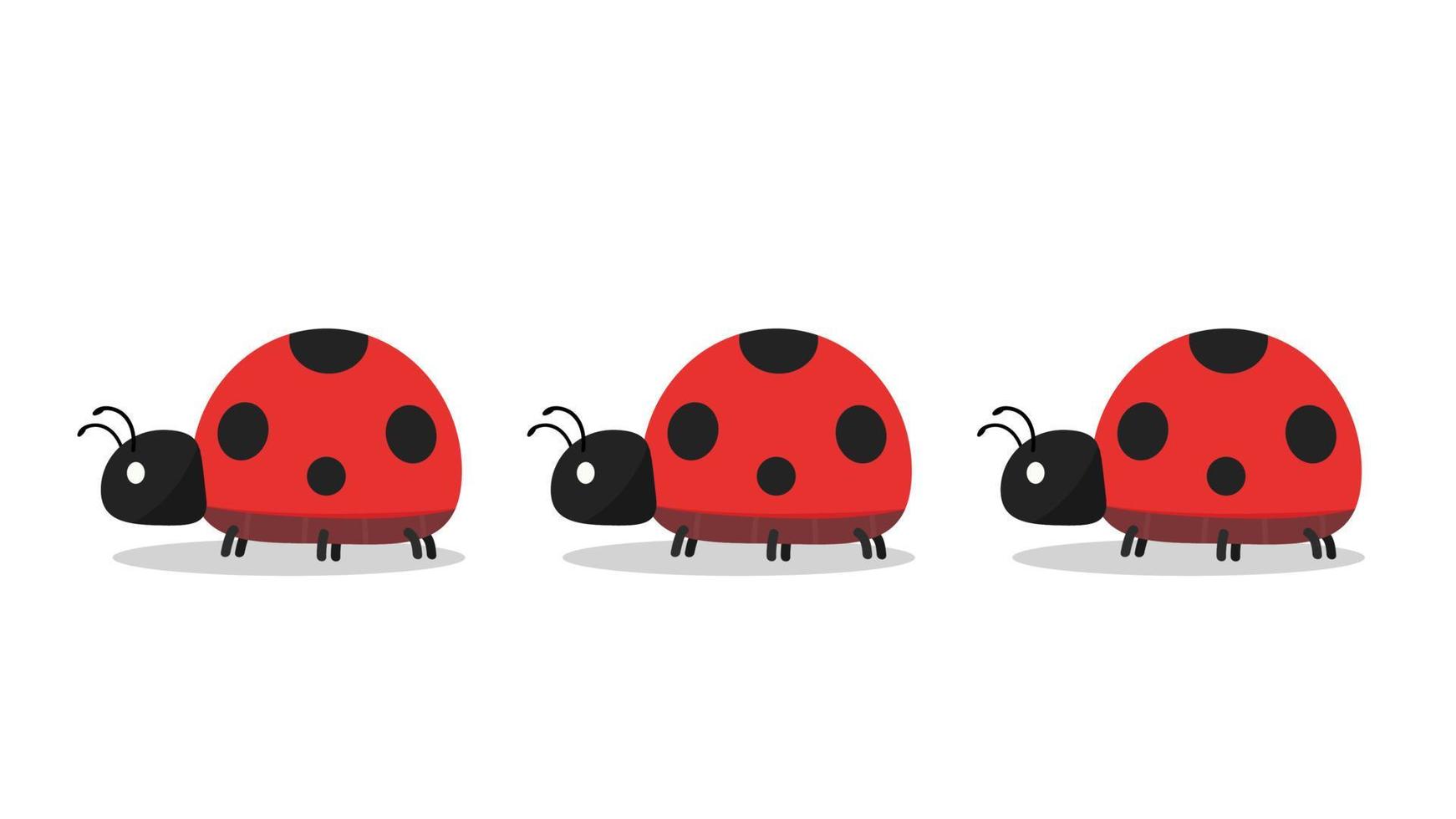 Ladybug vector. ladybug on white background. wallpaper. symbol. vector