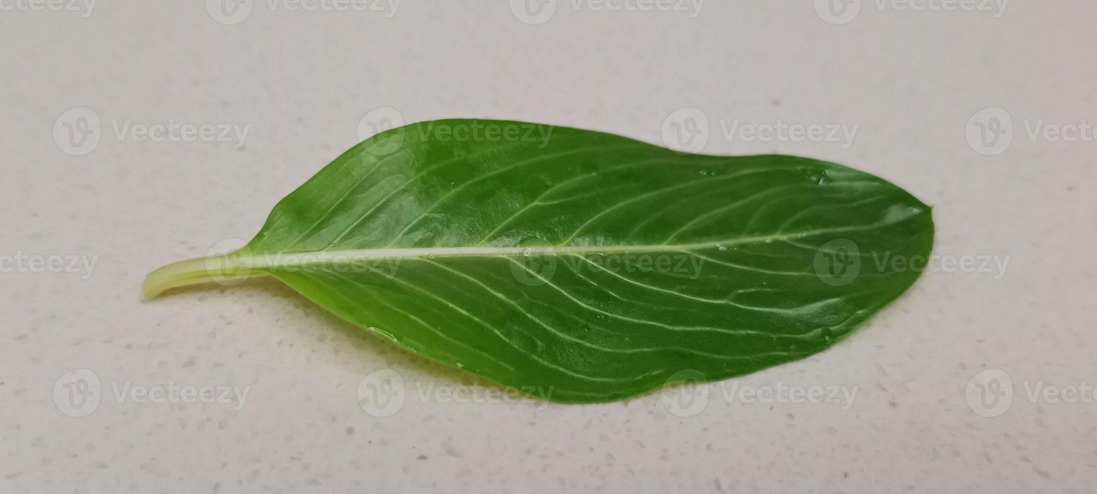 Catharanthus roseus, Cape periwinkle, Madagascar periwinkle, commonly known as Sadabahar flower in India, Sadabahar Leaf in hand photo