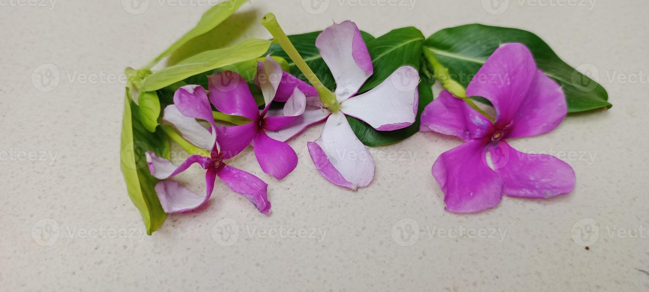 pink sadabahar flowers, Sadabahar leaf and flowers, Sadabahar leaves in hand, Pink Flowers in hand photo