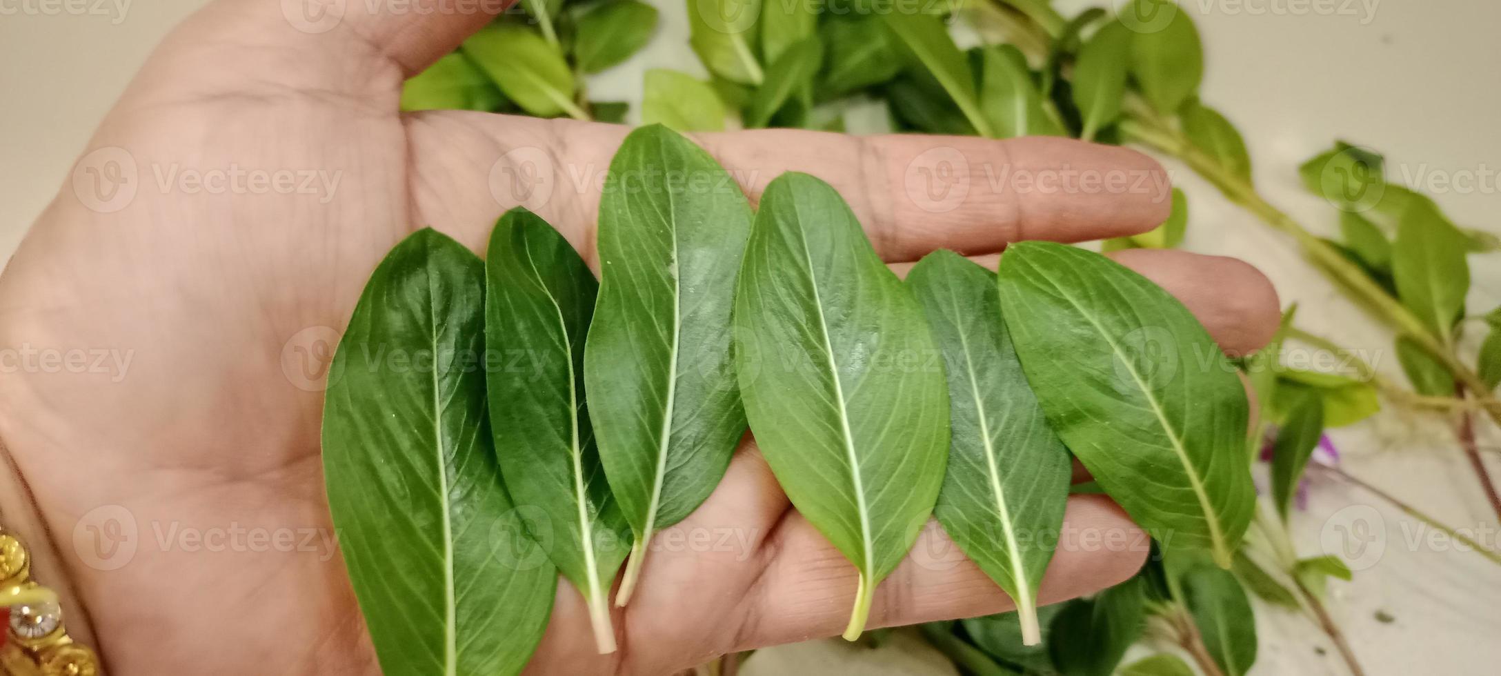 Catharanthus roseus, Cape periwinkle, Madagascar periwinkle, commonly known as Sadabahar flower in India, Sadabahar Leaf in hand photo