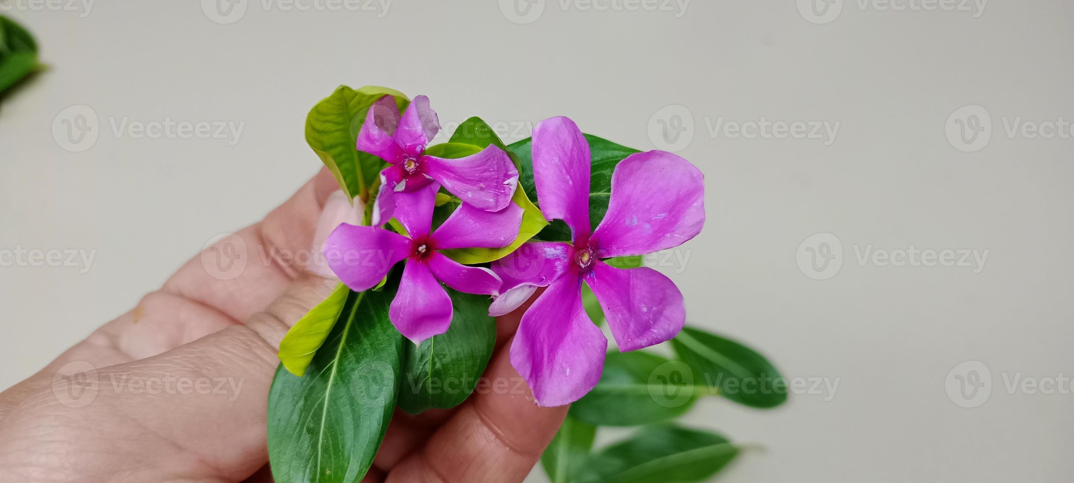 pink sadabahar flowers, Sadabahar leaf and flowers, Sadabahar leaves in