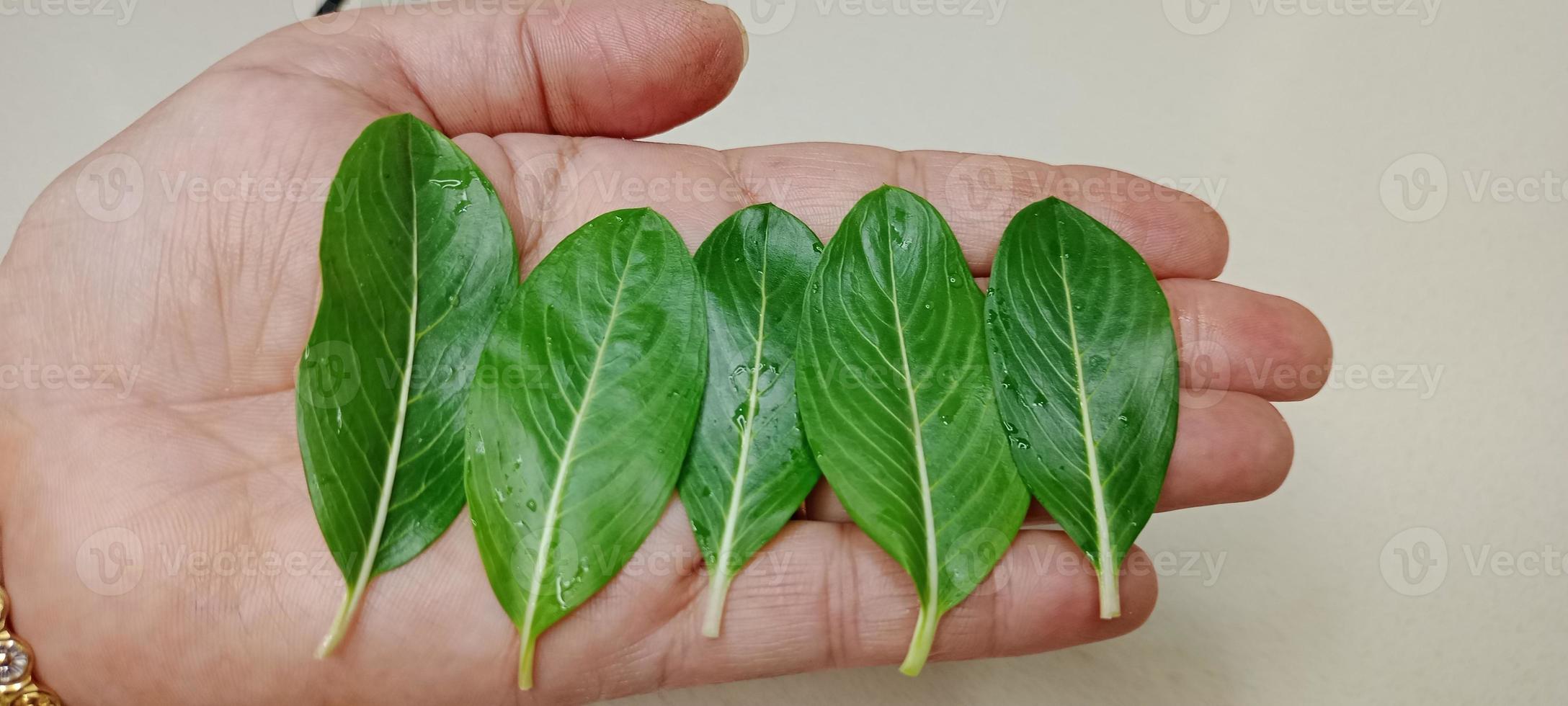 Catharanthus roseus, Cape periwinkle, Madagascar periwinkle, commonly known as Sadabahar flower in India, Sadabahar Leaf in hand photo