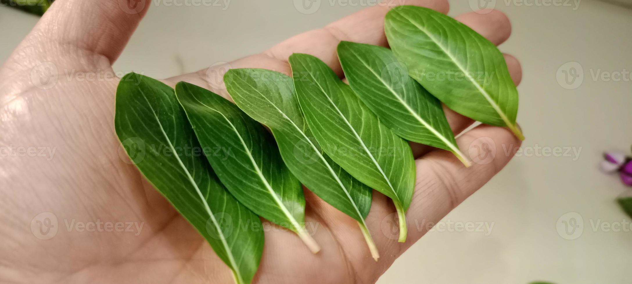 Catharanthus roseus, Cape periwinkle, Madagascar periwinkle, commonly known as Sadabahar flower in India, Sadabahar Leaf in hand photo