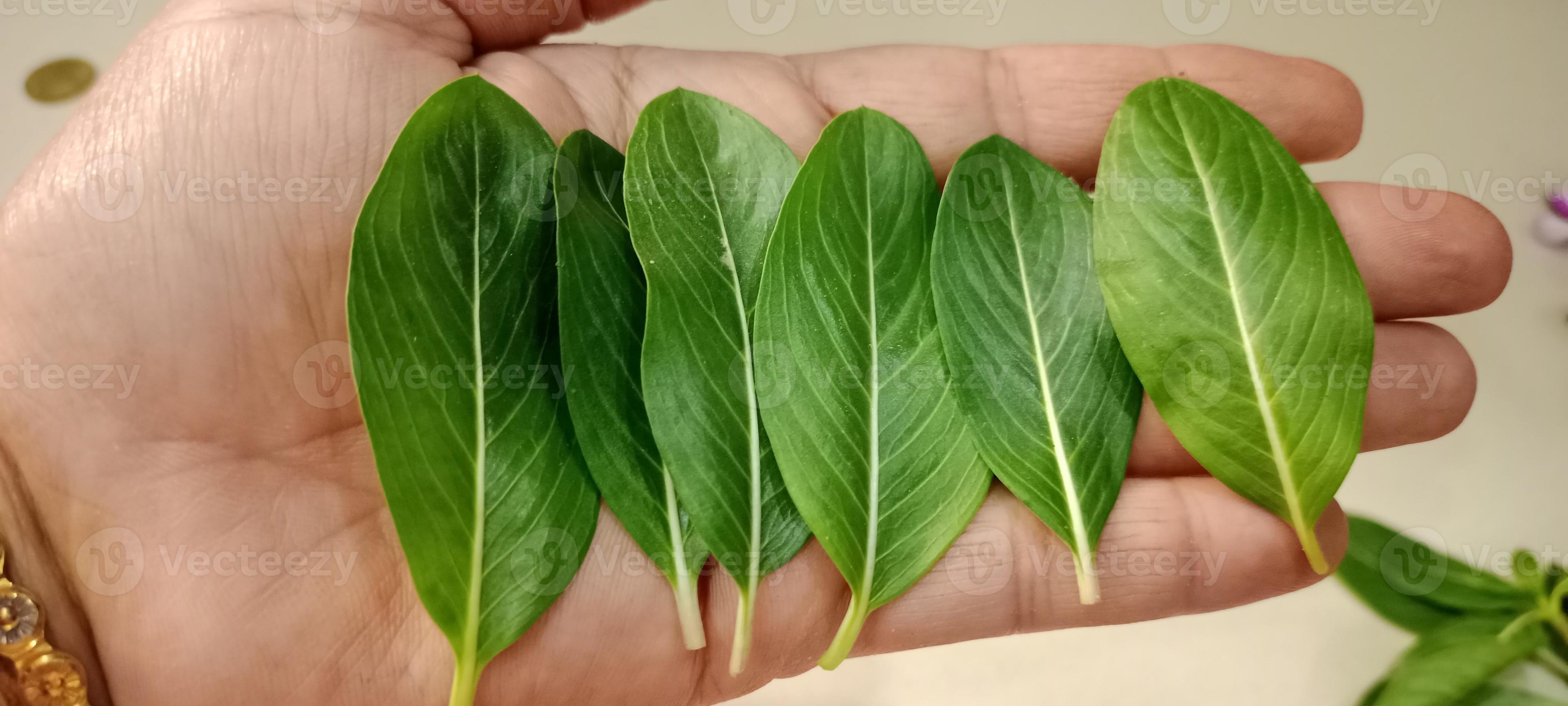 Catharanthus roseus, Cape periwinkle, Madagascar periwinkle, commonly