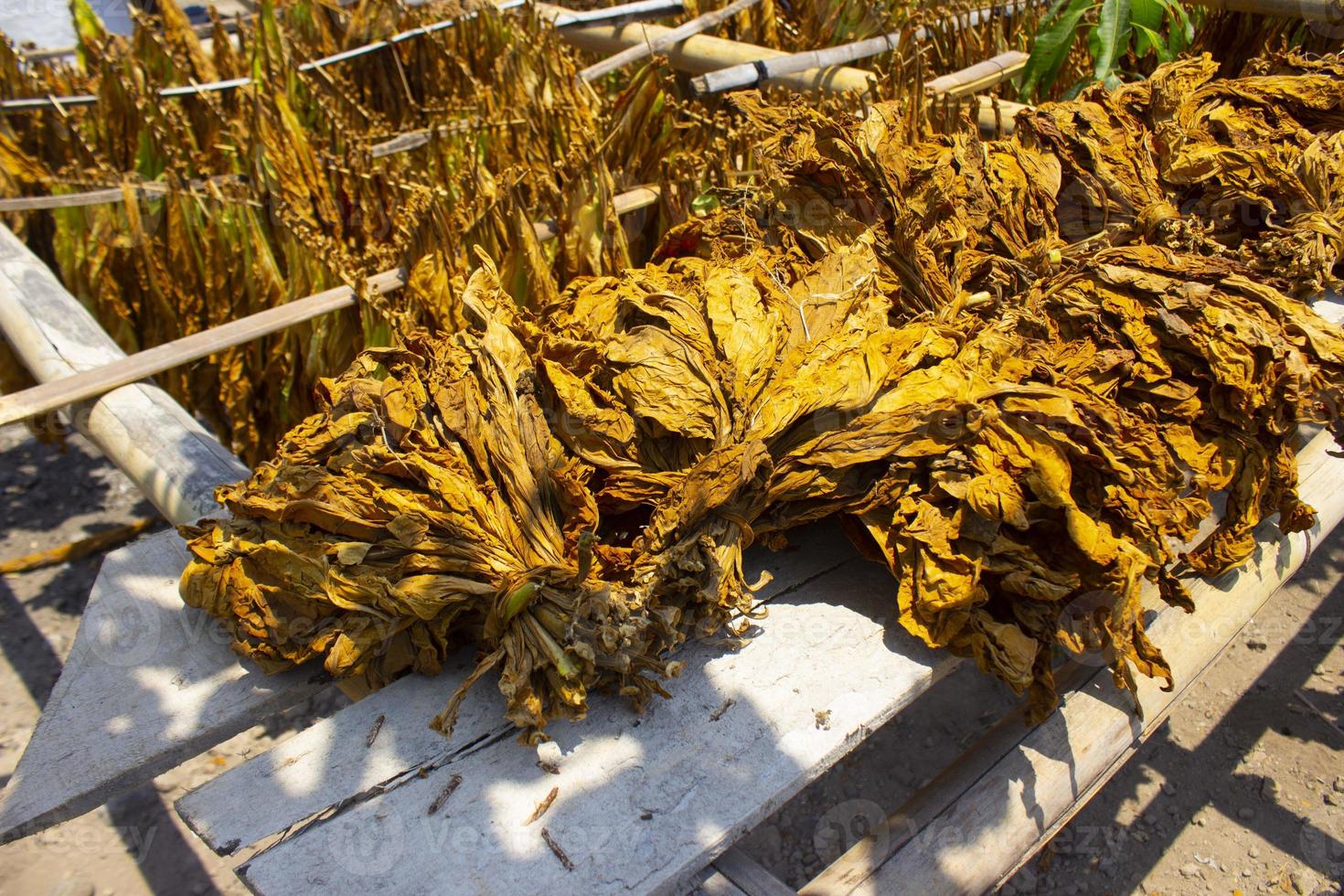 Drying traditional tobacco leaves with Hanging in a field, Indonesia. High quality dry cut tobacco big leaf. photo