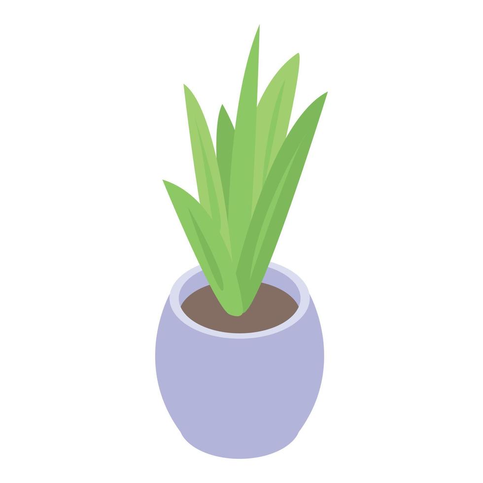 Long leaf houseplant icon, isometric style vector