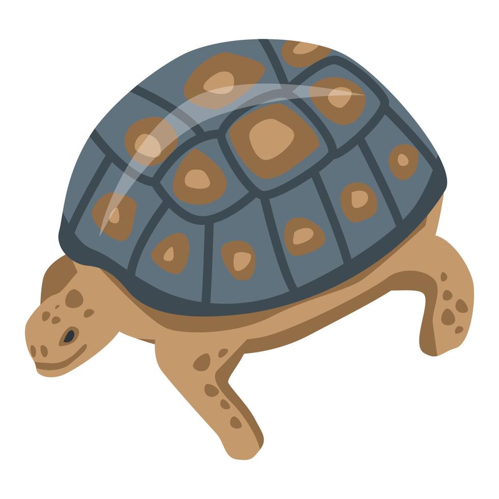 Tropical reptile turtle icon, isometric style vector