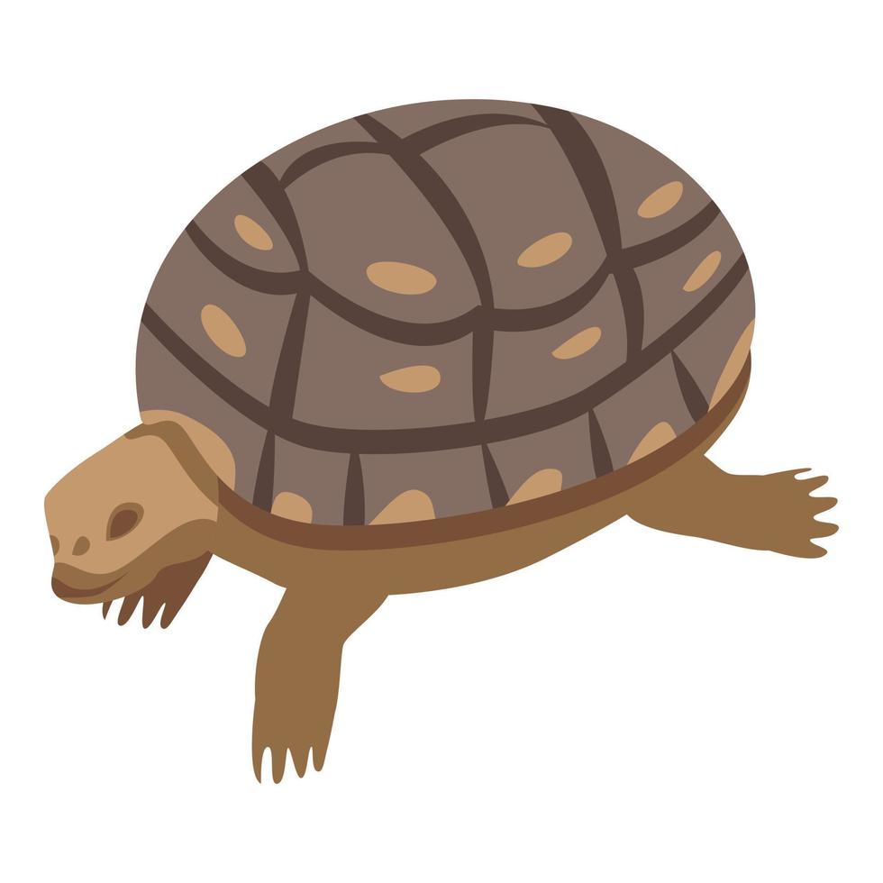 Zoo old turtle icon, isometric style vector