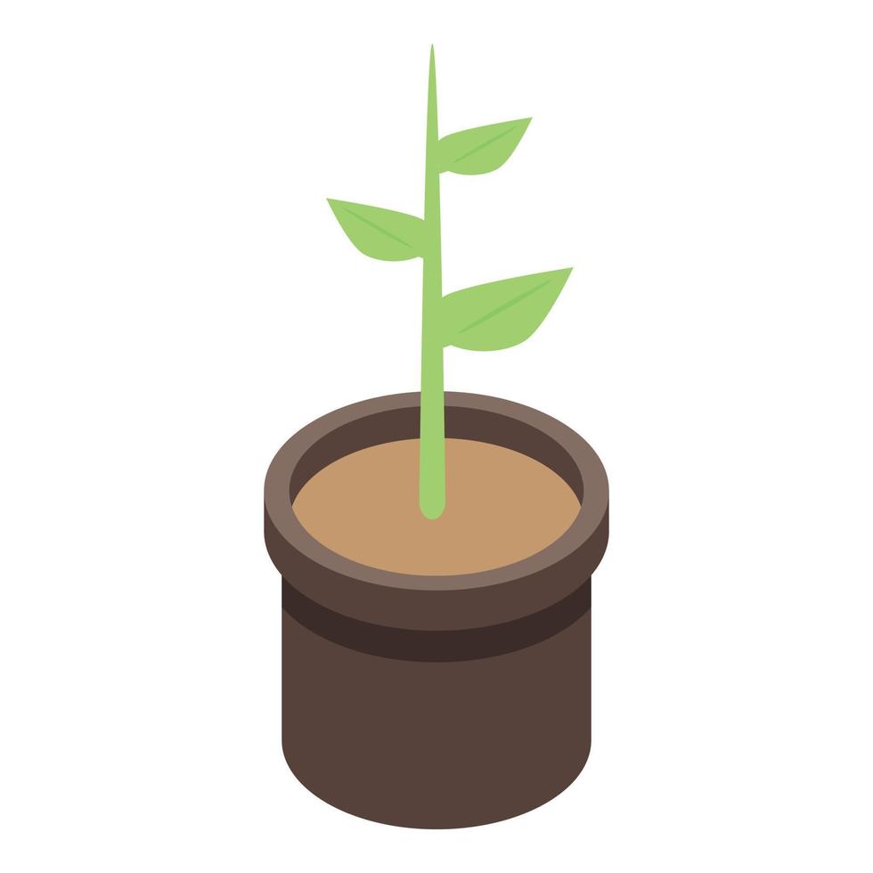 Apricot plant pot icon, isometric style vector