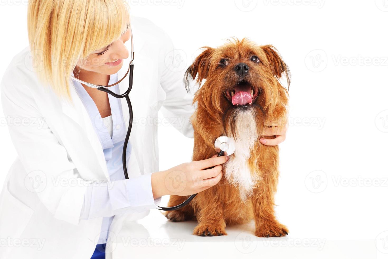 Vet testing a dog 15850837 Stock Photo at Vecteezy