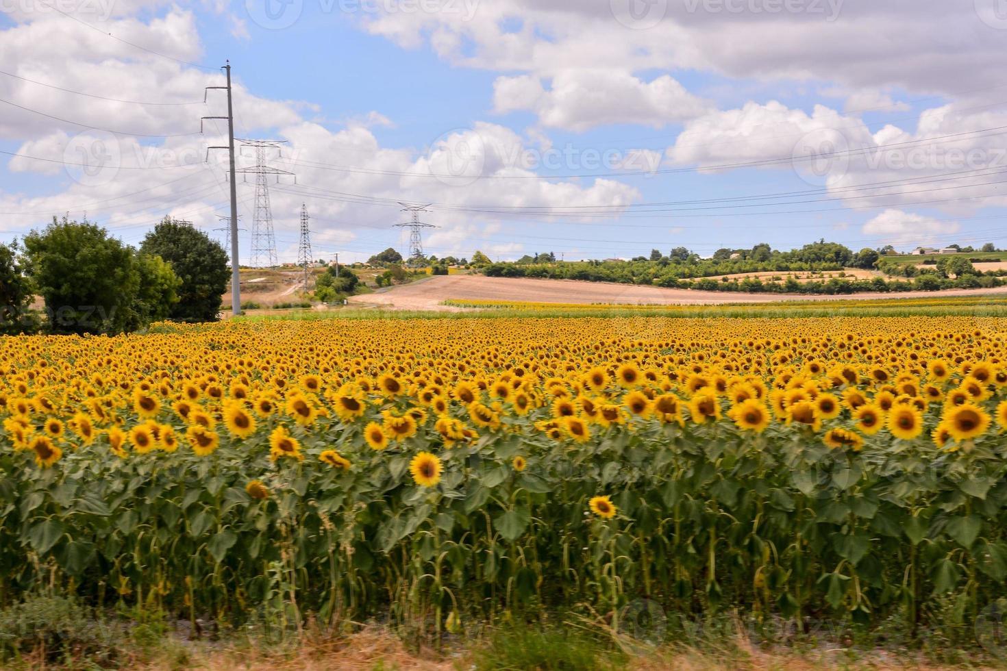 campo de girasoles en verano foto