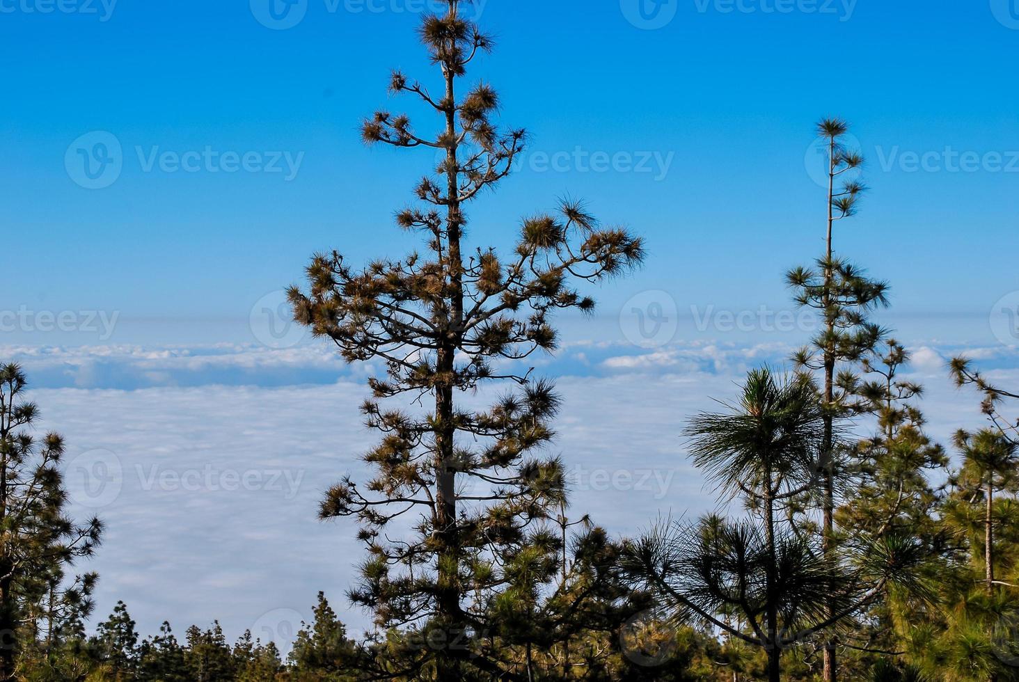 Trees in the forest photo