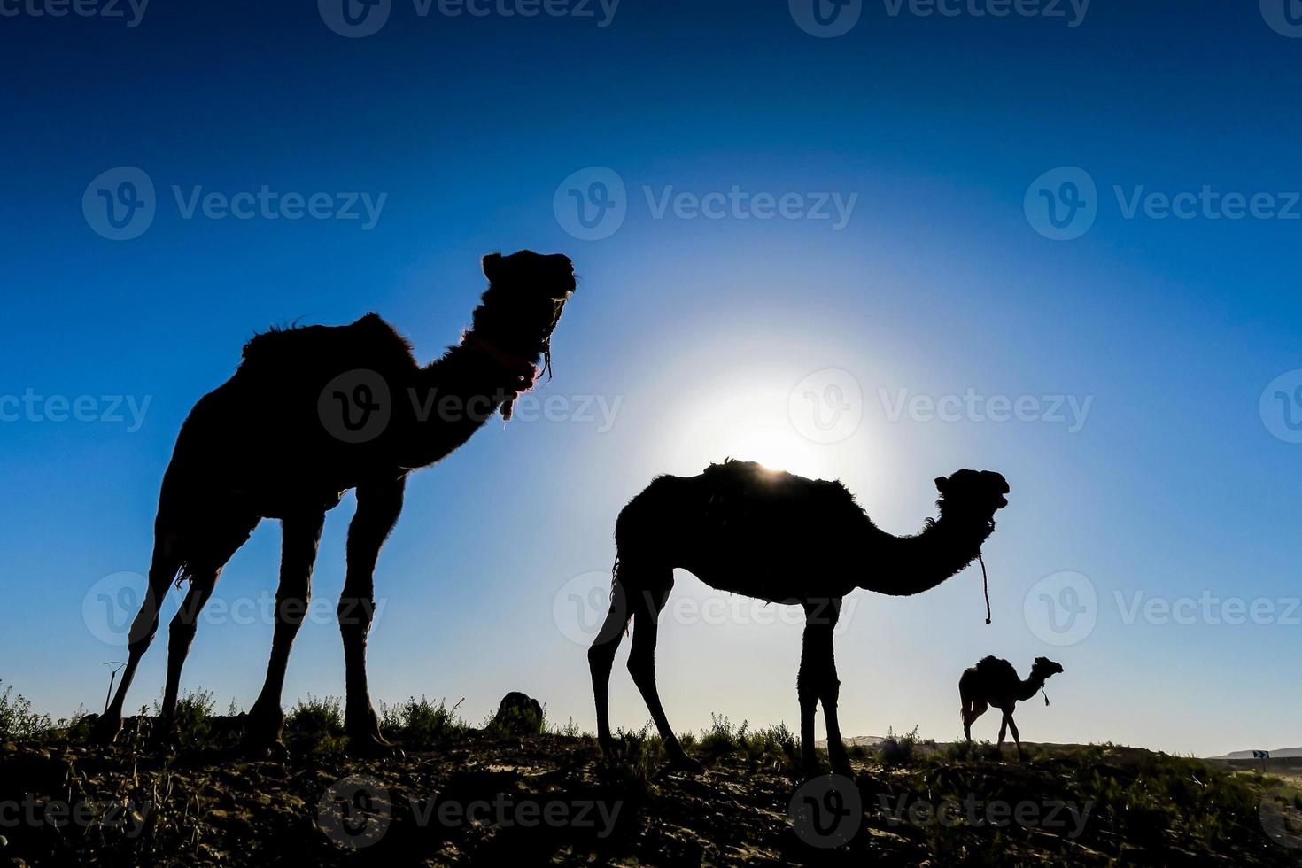 Camels in Morocco photo