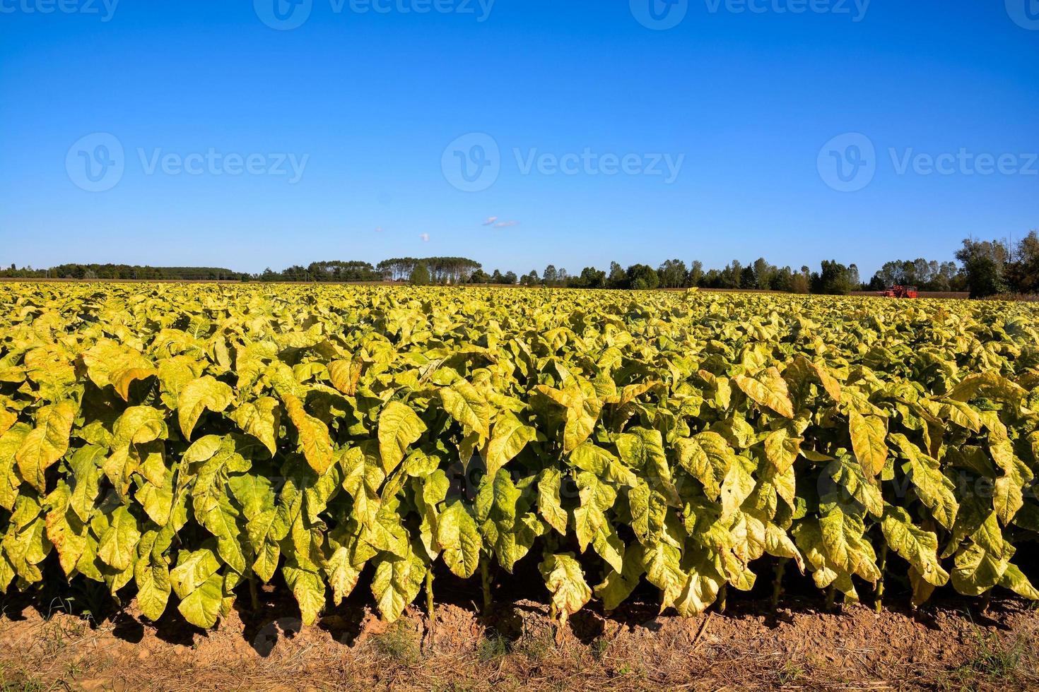 Landscape in summer photo