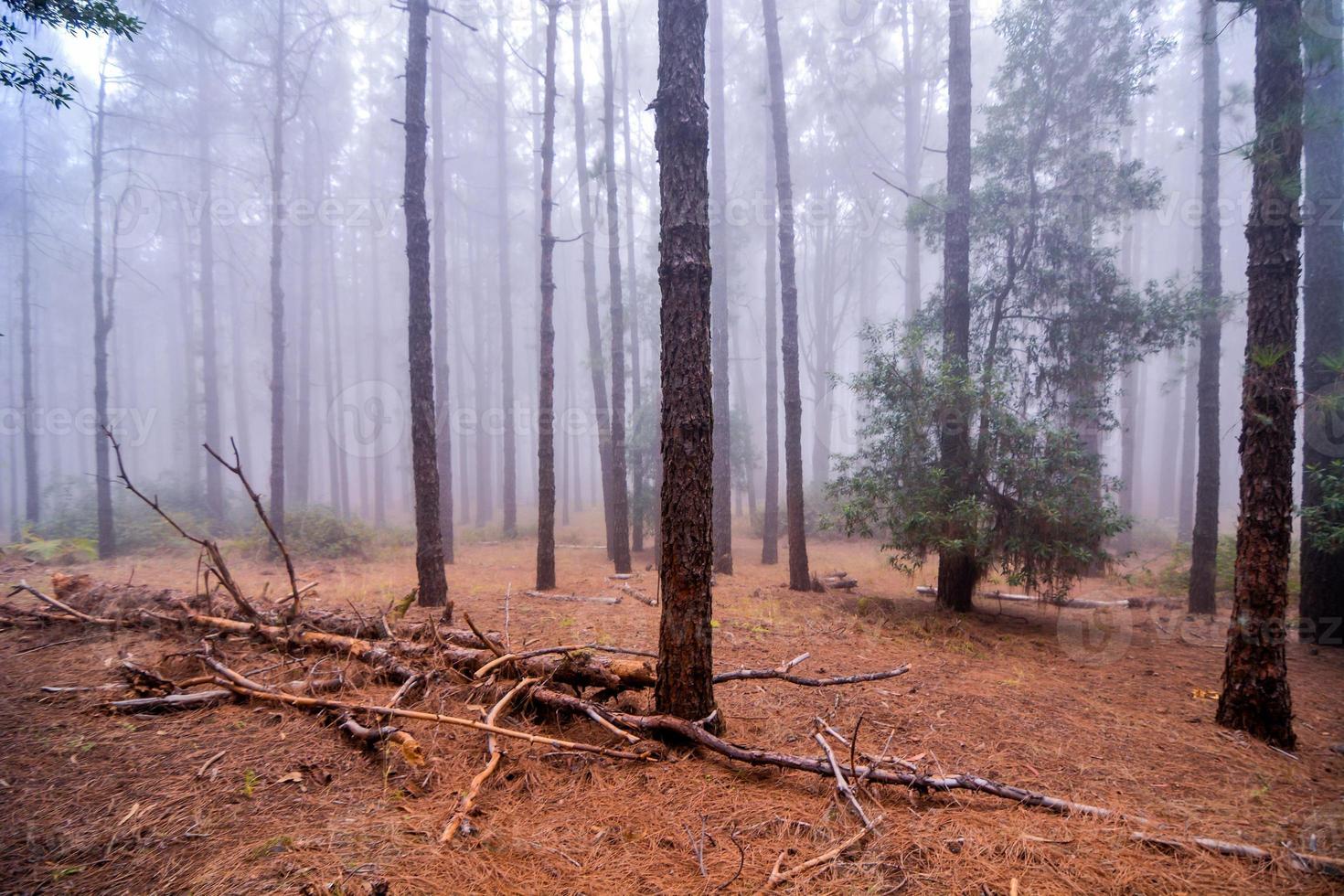 Trees in the forest photo