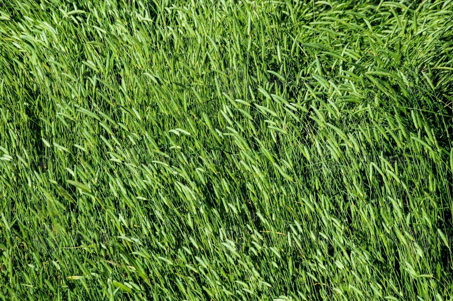 hierba de textura alta foto