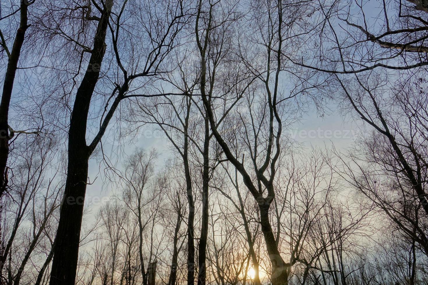 Trees in the forest photo