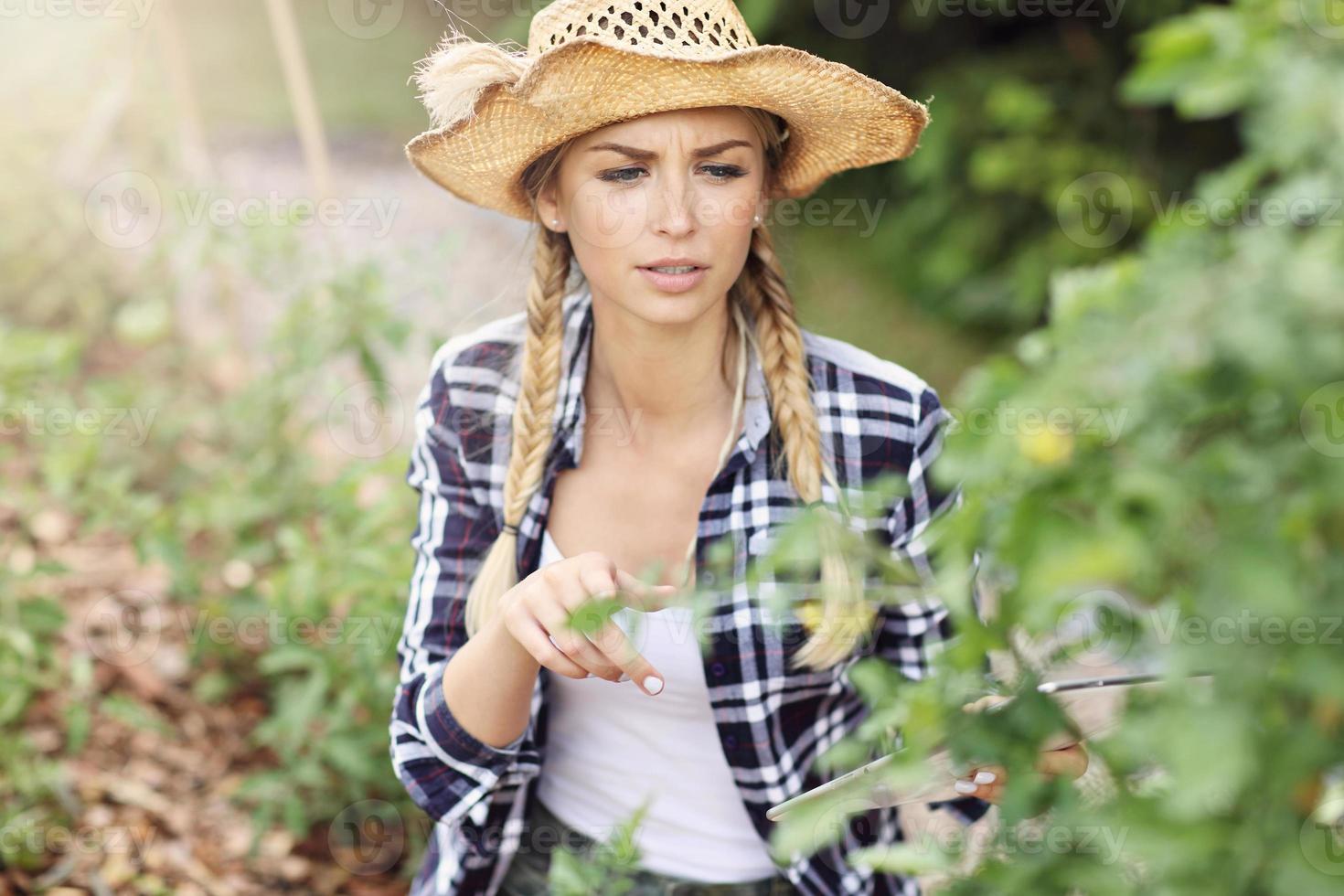 Adult woman picking vegetables from garden photo