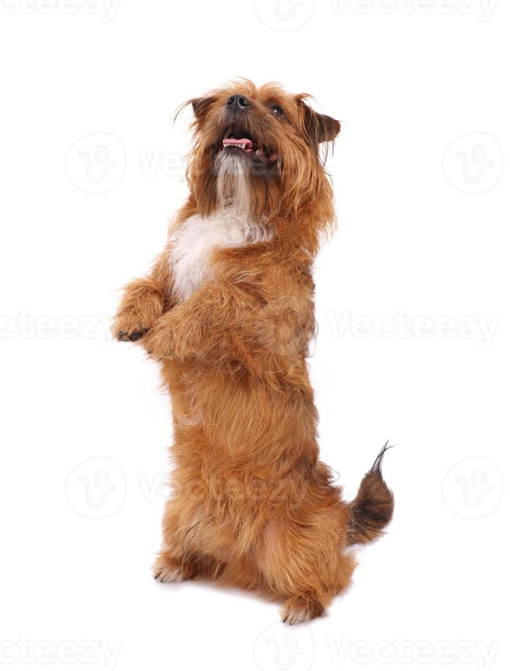Smart dog showing a trick photo