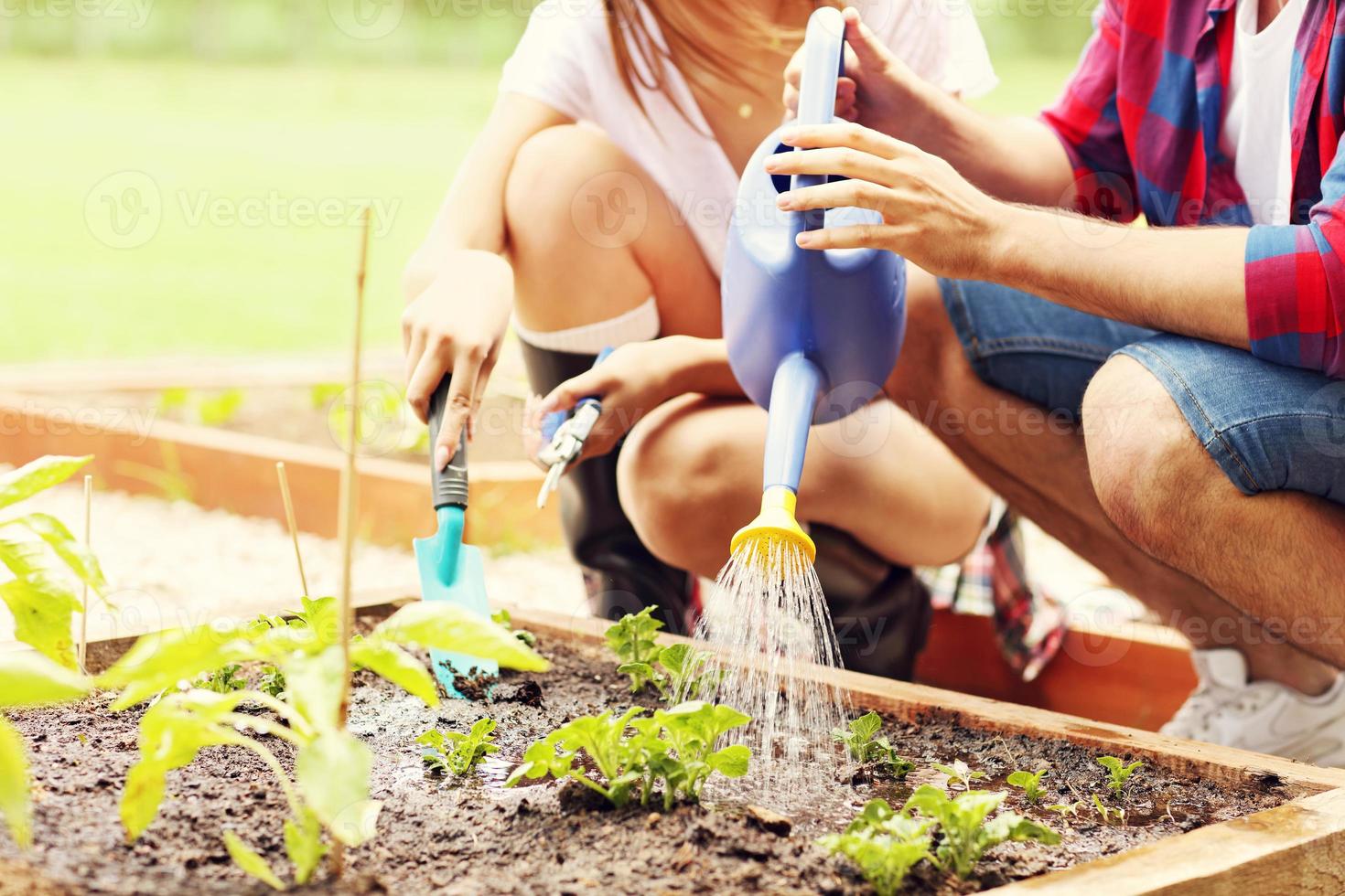 Young couple planting organic vegetables photo