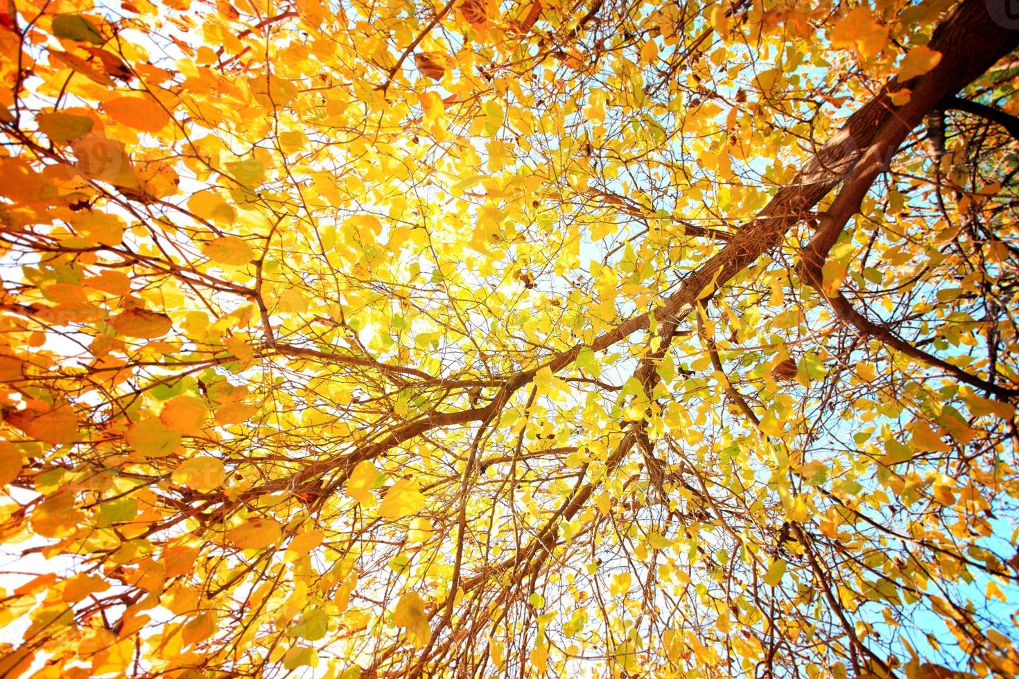 Yellow leaves close-up photo