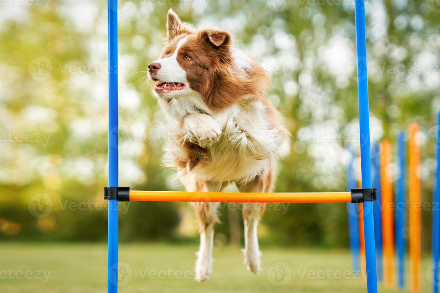 Brown chocolate Border Collie dog training in the garden photo