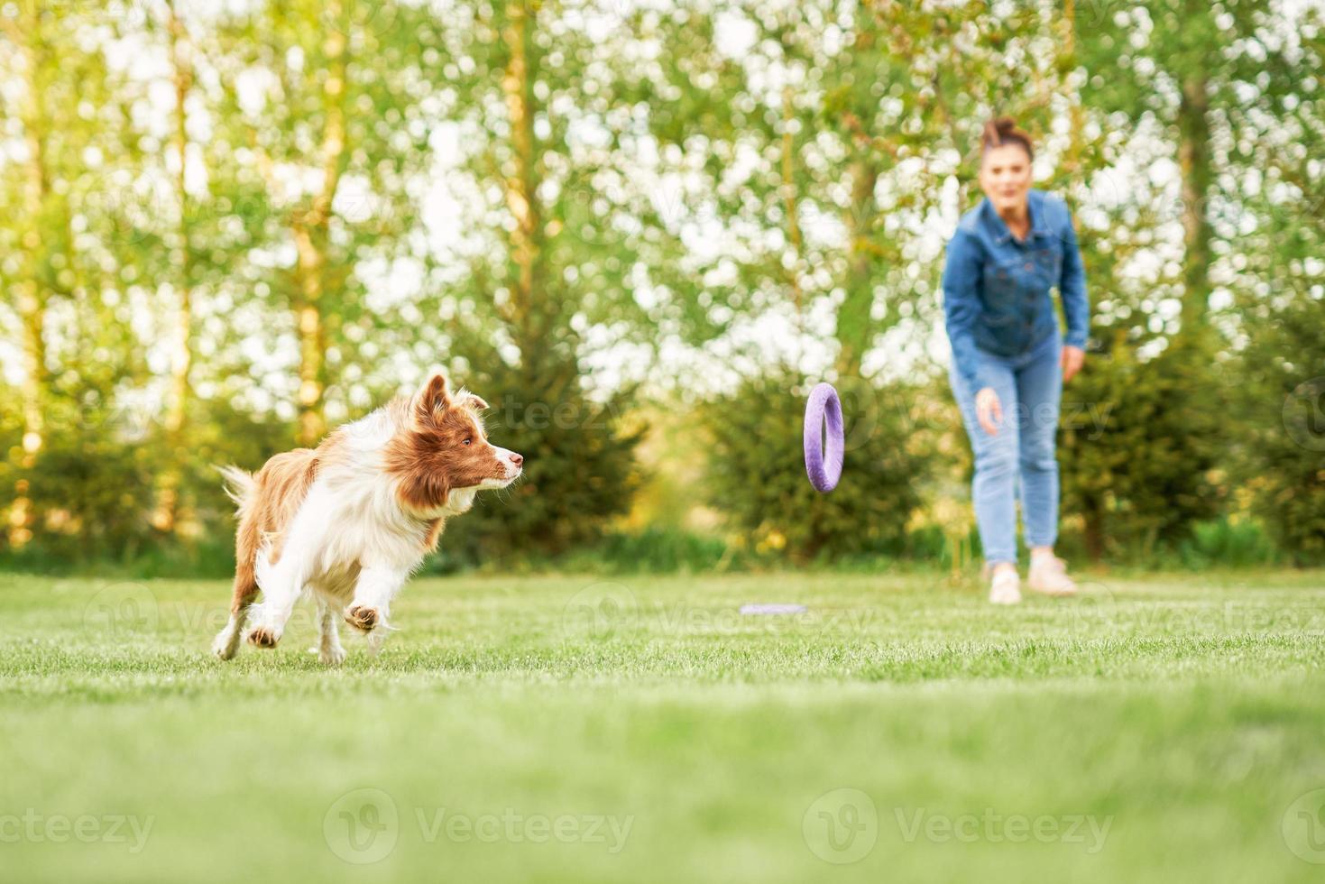 border collie blanco chocolate con dueña foto