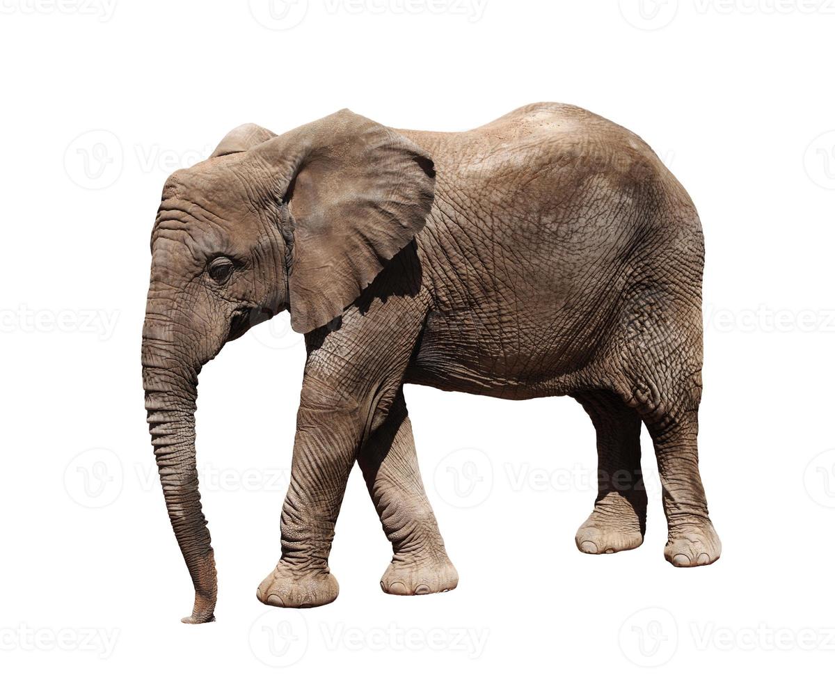 African elephant on white background photo