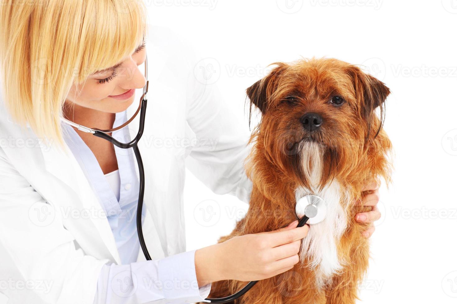 Vet examining a dog photo