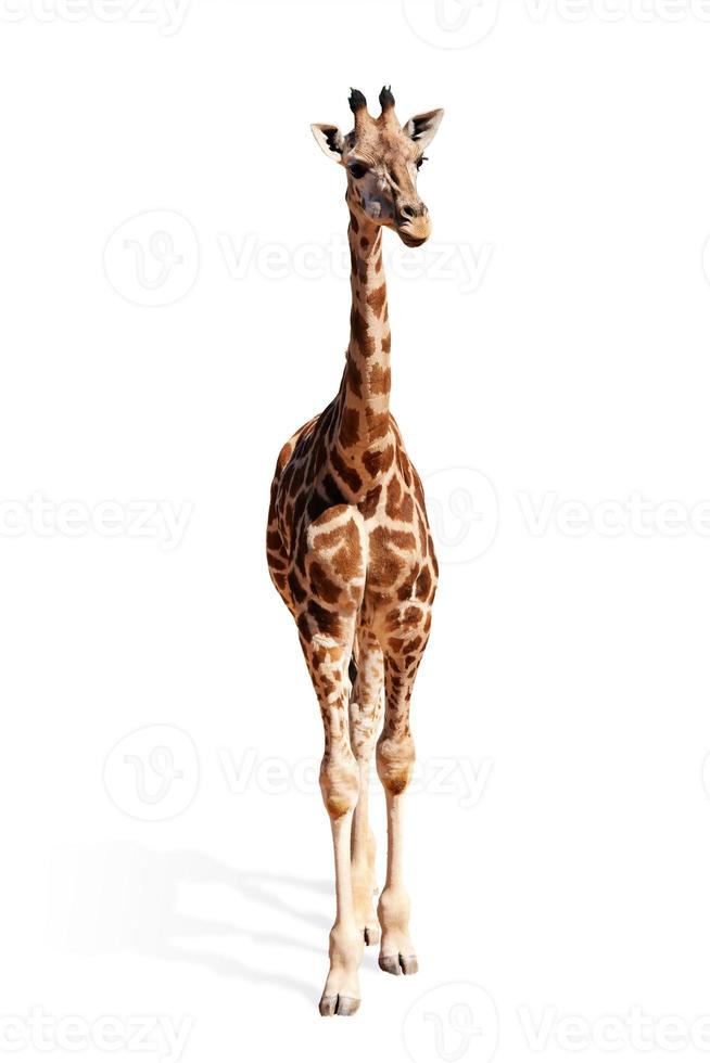 Baby giraffe on white background photo