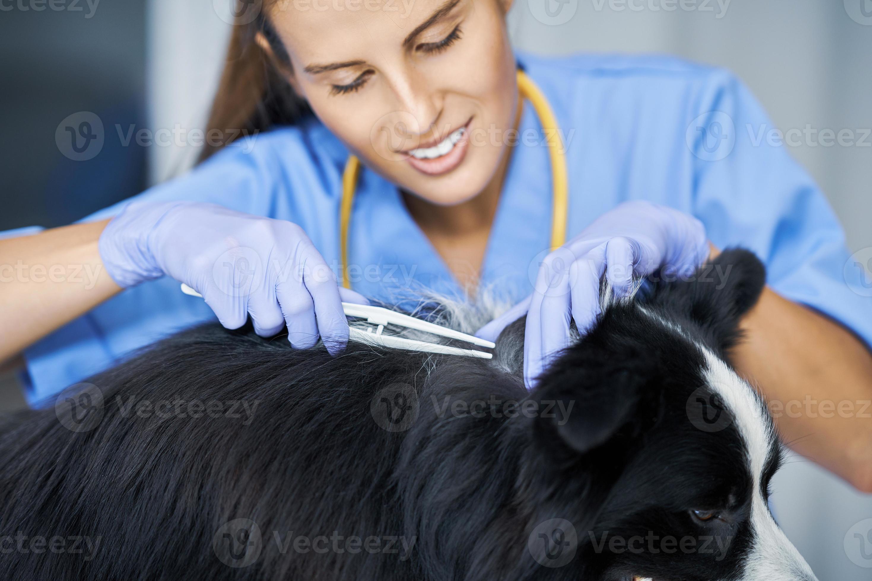 Female vet removing tick and examining a dog in clinic 15858902 Stock
