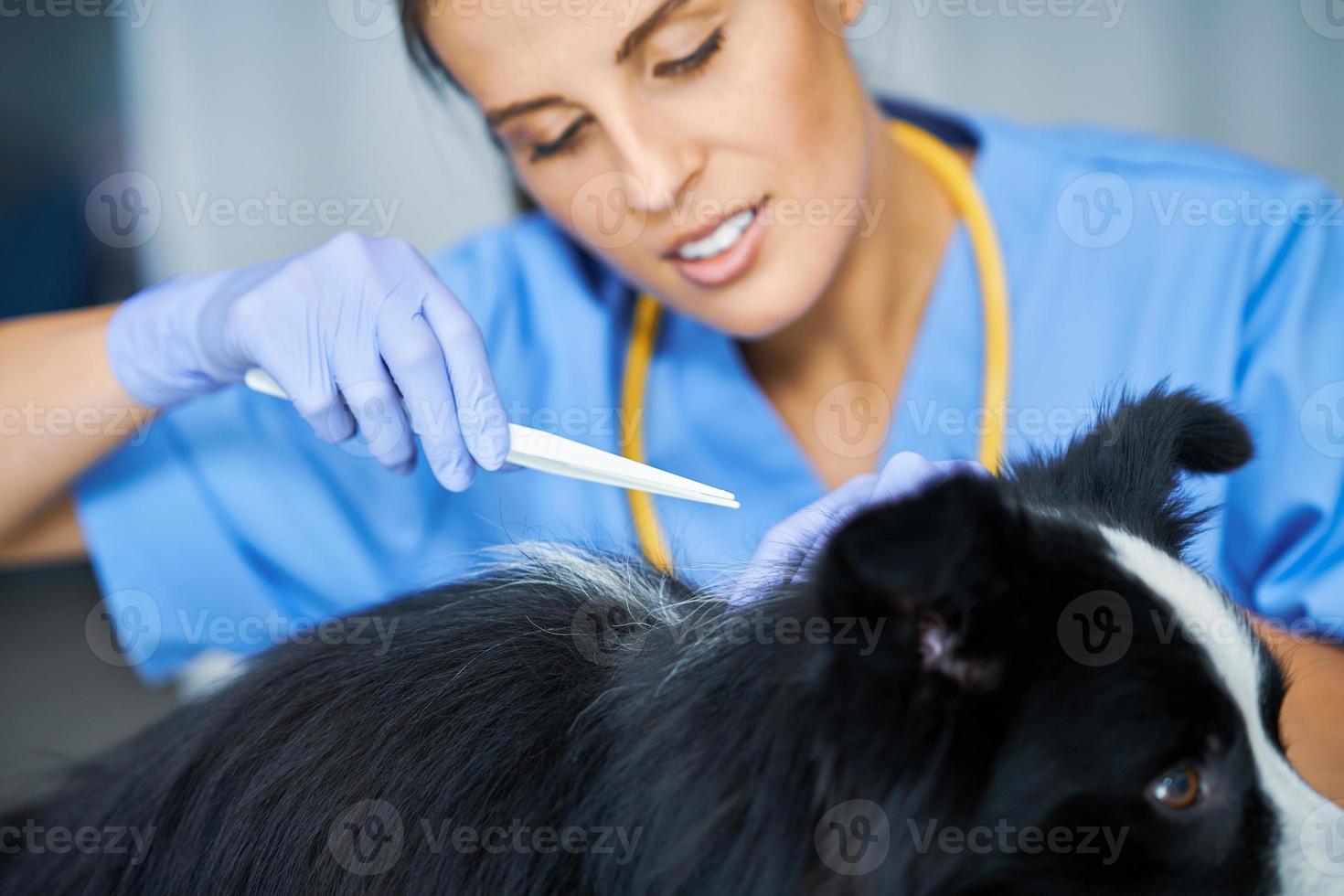 Veterinaria quitando garrapatas y examinando a un perro en la clínica foto