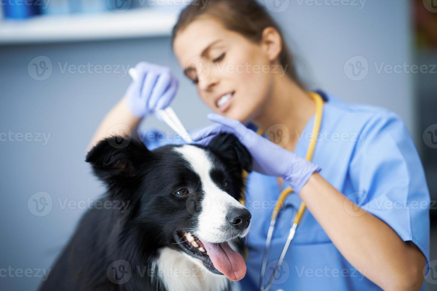 Veterinaria quitando garrapatas y examinando a un perro en la clínica foto